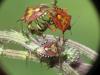 Carpocoris purpureipennis